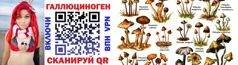 Галлюциногенные грибы мицелий  где купить   kraken   Черногорск 